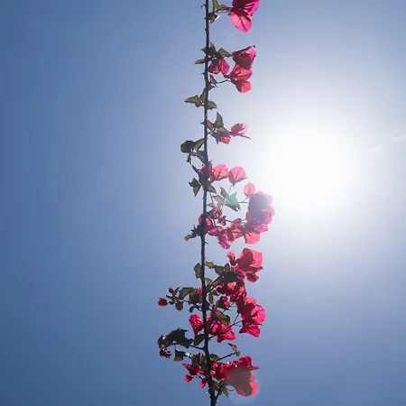 Aroma 阿尔戈斯托利翁